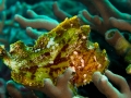 Australien, Great Barrier Reef, Mike Ball Diving, Tauchen 2