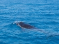 2014, Australien, Hervey Bay, Säugetier, Tier, Wal