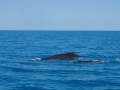 2014, Australien, Hervey Bay, Säugetier, Tier, Wal