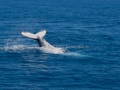 2014, Australien, Hervey Bay, Säugetier, Tier, Wal