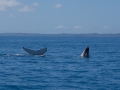 2014, Australien, Hervey Bay, Säugetier, Tier, Wal