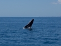 2014, Australien, Hervey Bay, Säugetier, Tier, Wal