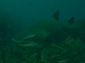 2014, Australien, Rainbow Bay, Tauchen, Wolfrock