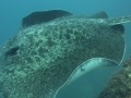2014, Australien, Rainbow Bay, Tauchen, Wolfrock