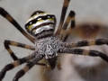 2014, Australien, Mission Beach, Makro, spinne