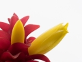 2014, Australien, Blume, Mission Beach, Natur