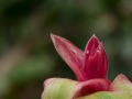 2014, Australien, Blume, Mission Beach, Natur