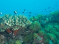 2014, Australien, Ayr, SS Yongala, Tauchen